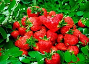 草莓 精彩爆料视频大全,精彩爆料视频大盘点 第1张 草莓 精彩爆料视频大全,精彩爆料视频大盘点 第1张