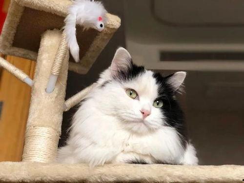 热点爆料猫猫视频下载,热点爆料背后的下载攻略 第3张 热点爆料猫猫视频下载,热点爆料背后的下载攻略 第3张