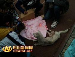 郫县网友爆料事件最新,最新事件引发热议,真相究竟如何? 第2张 郫县网友爆料事件最新,最新事件引发热议,真相究竟如何? 第2张